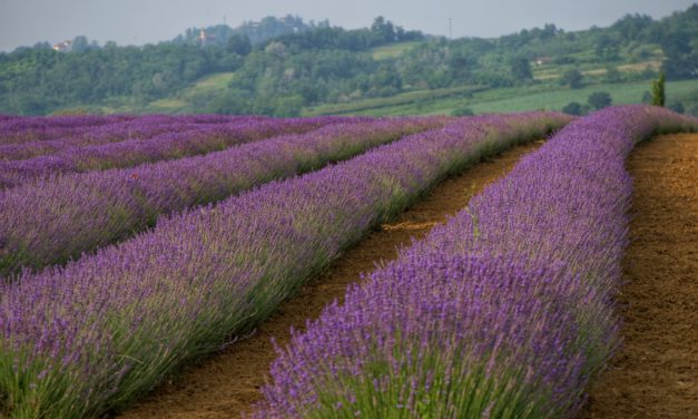 Profumi, natura e solidarietà a Valle San Bartolomeo: domenica la “Passeggiata nella lavanda” a sostegno della ricerca