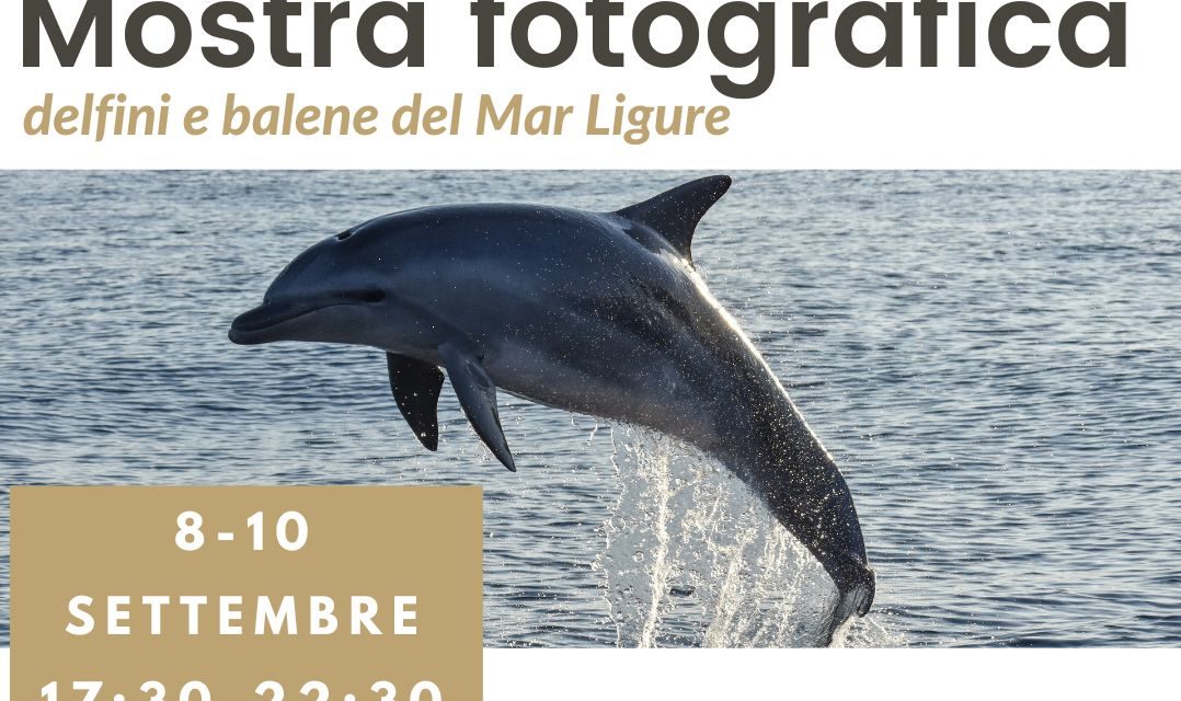 Balene e delfini sbarcano alle Vele D’Epoca di Imperia 2022￼