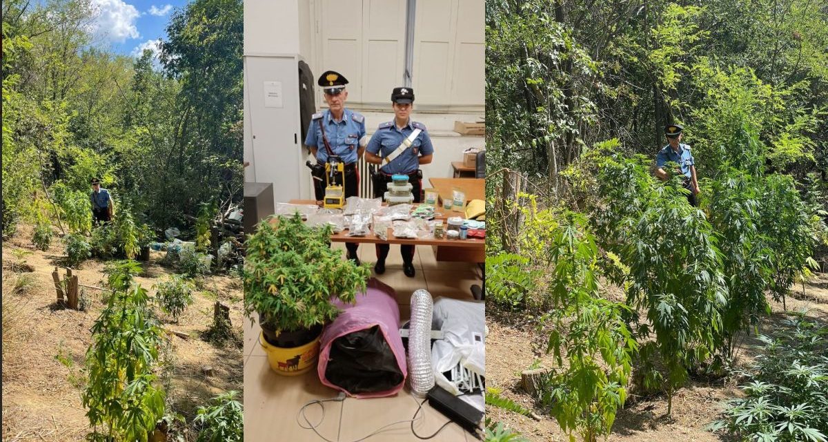 Coltivavano droga a Castellania e la vendevano per posta. Sequestrati oltre 3,5 Kg tra Hashish e Marijuana