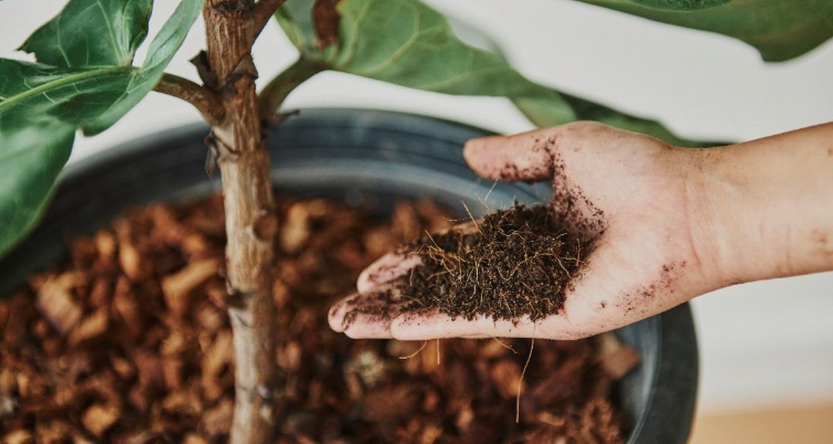 Anche San Bartolomeo al Mare punta sul compostaggio domestico
