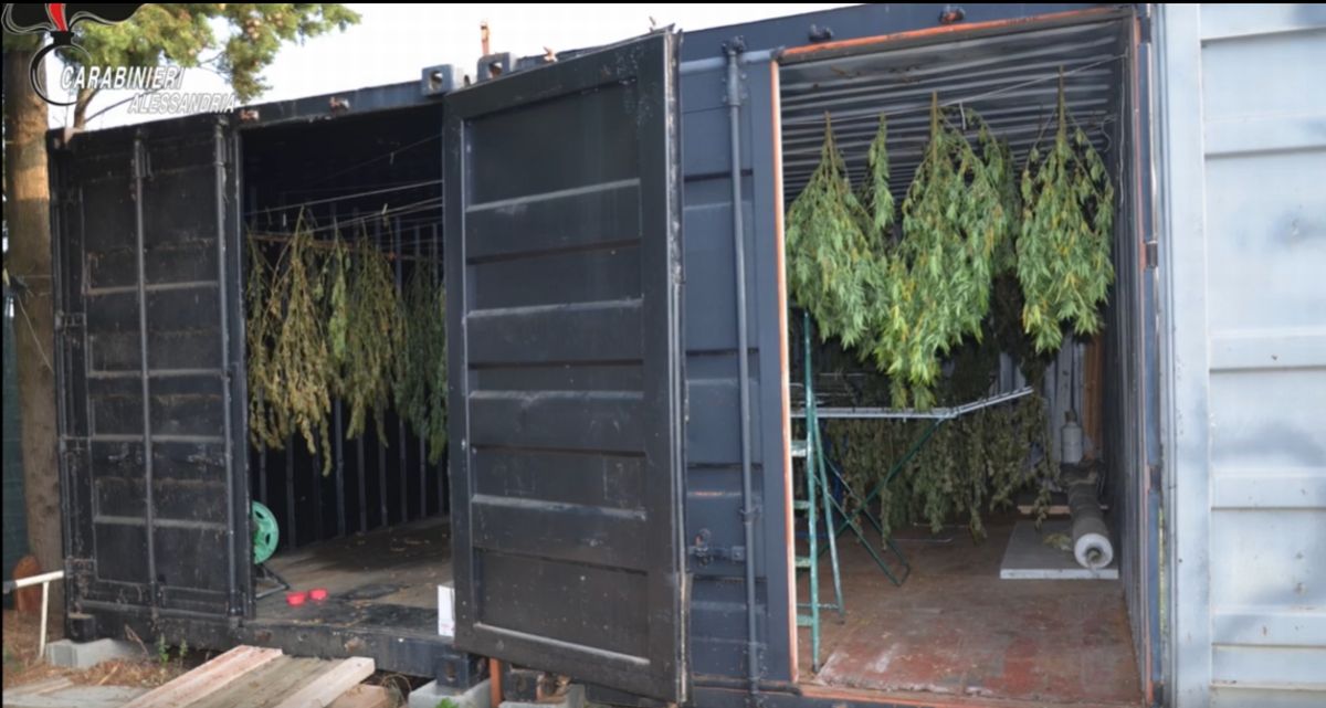 Coltivava cannabis nelle campagne di Oviglio. Arrestato 67enne alessandrino