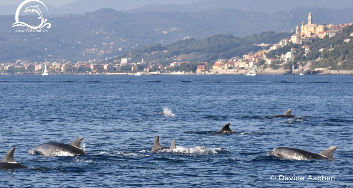 Incredibile avvistamento a Cervo: ben 70 delfini a un miglio dalla costa