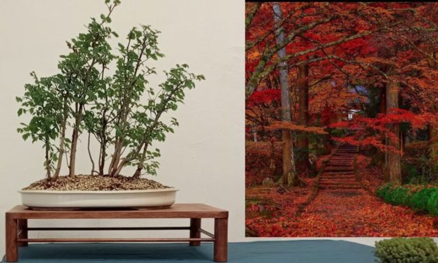 <strong>I colori dell’autunno nella tradizione e nella cultura giapponese</strong>