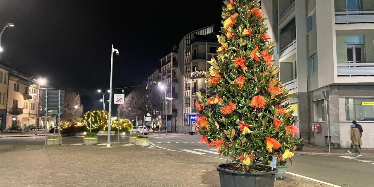 Non sapete dove portare gli abeti di Natale? Telefonate a Gestione Ambiente che li recupera