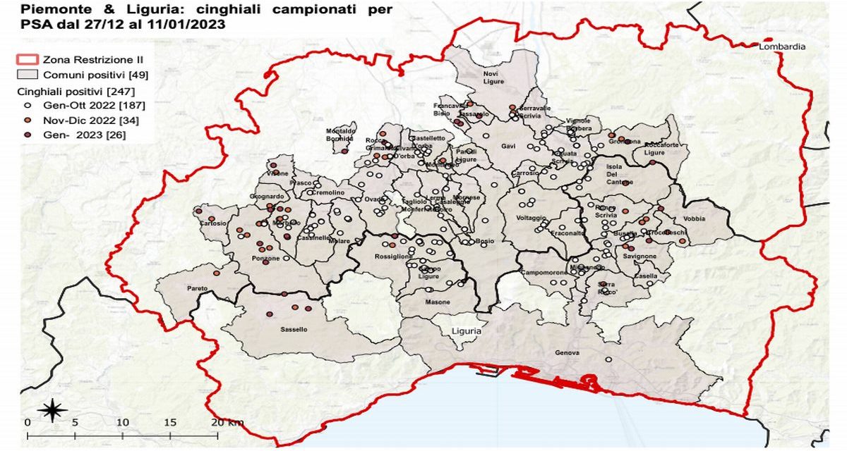 Peste suina continua l’allarme: cinque nuovi casi