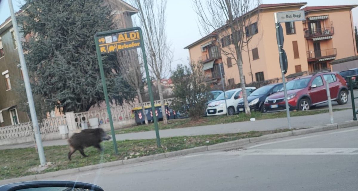 Un cinghiale in corso Don Orione a Tortona ripropone un problema mai risolto dallo Stato