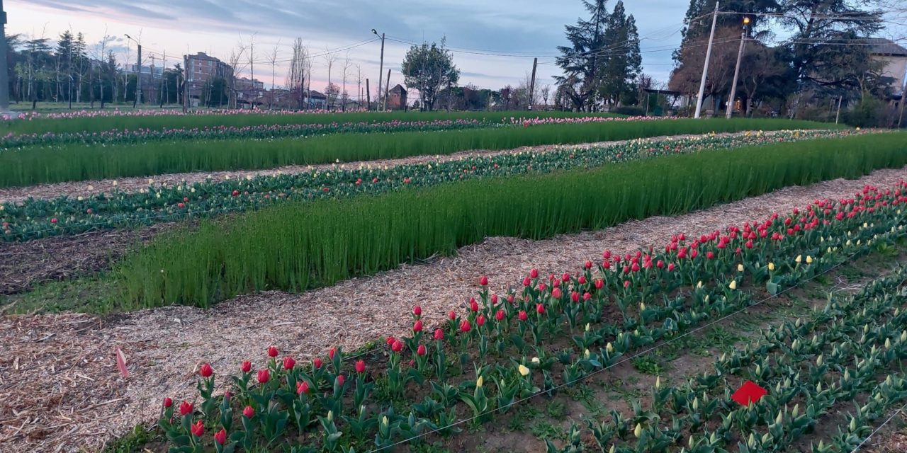 A Tortona da Verde-Commerce ci sono oltre 10 mila  tulipani nuovi che si possono fotografare e raccogliere