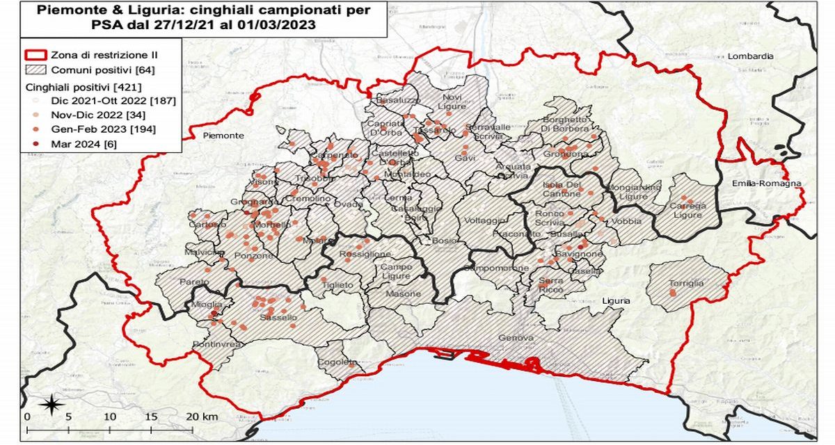 Peste suina, sei nuovi casi nelle ultime 24 ore tra basso Piemonte e Liguria