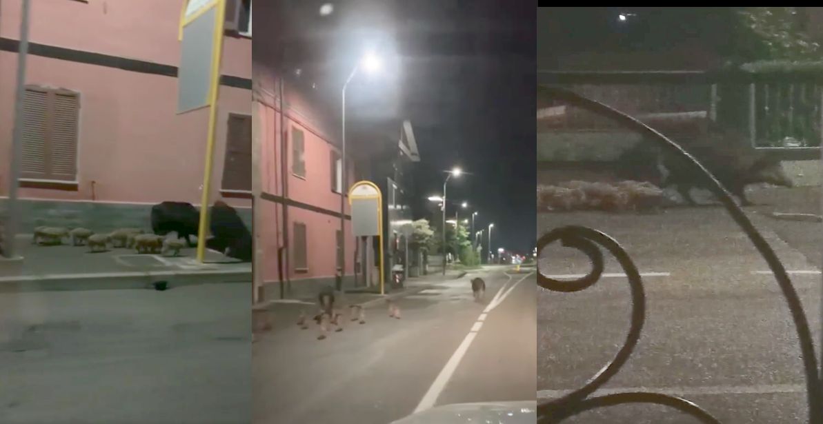 Mamma e papà cinghiale con 12 cuccioli a spasso per corso Don Orione a Tortona!