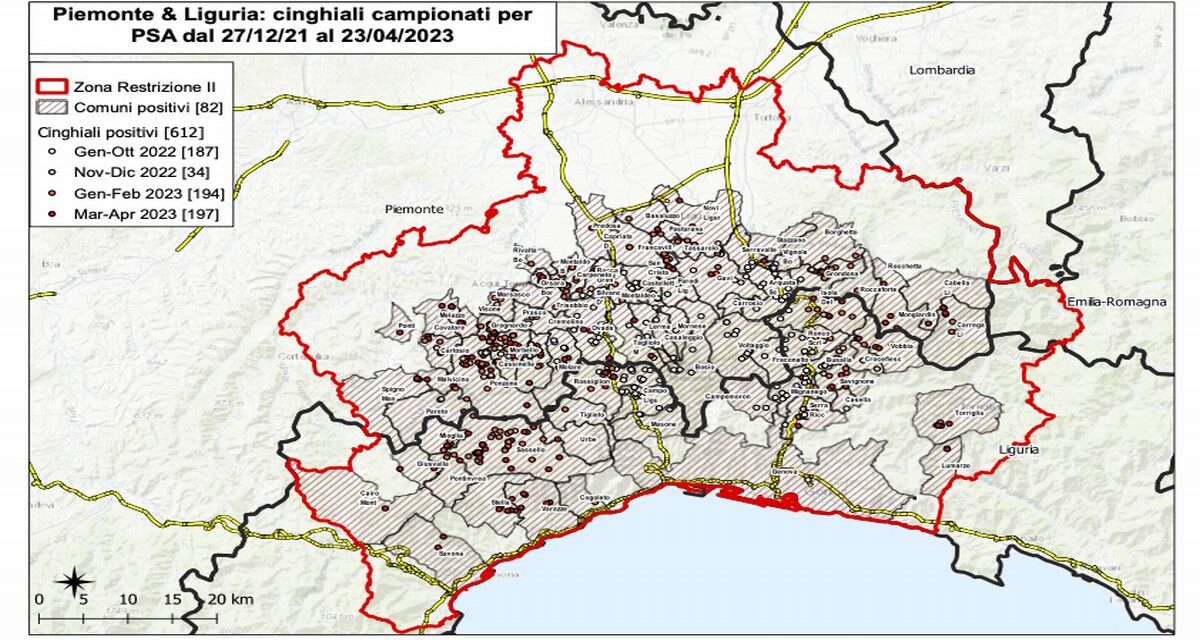 Peste suina, undici nuovi casi tra basso Piemonte e Liguria