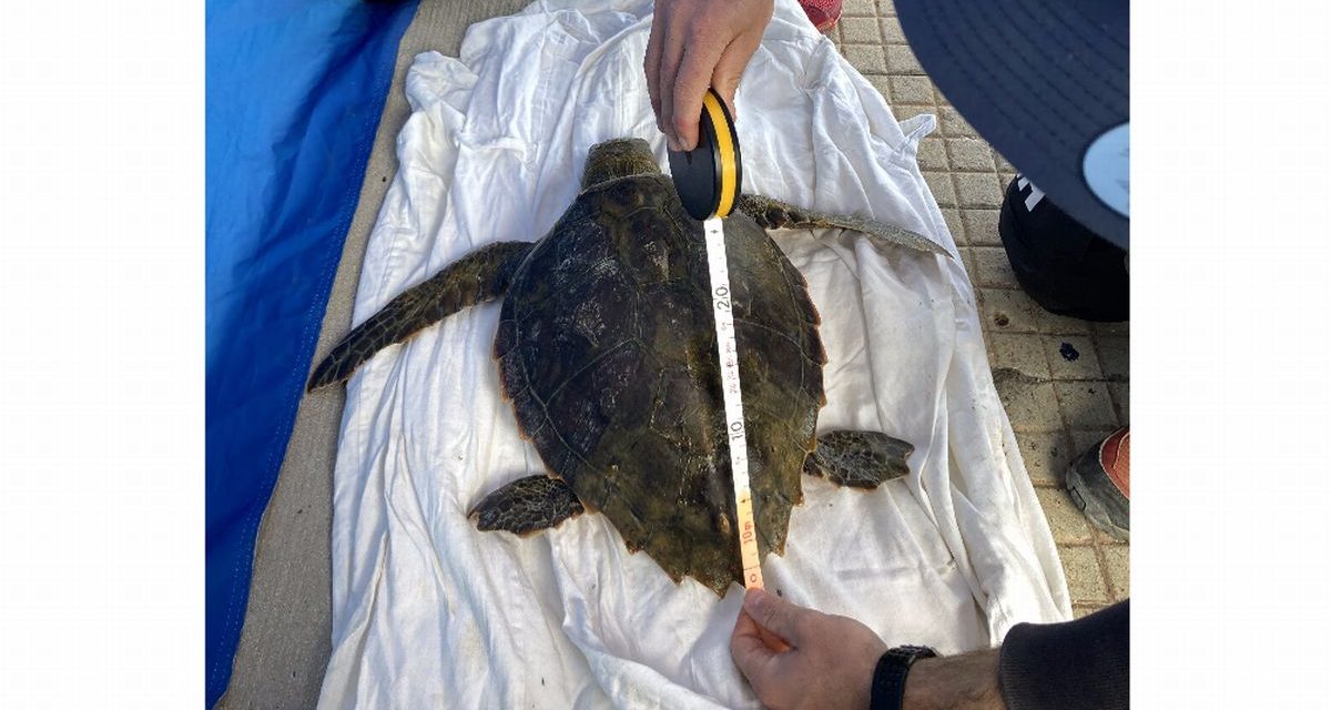 Imperia: recuperata una tartaruga Caretta carretta. Cosa è successo e cosa fare in questi casi