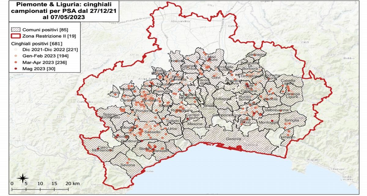 Dilaga la peste suina con 12 nuovi casi in 24 ore e arriva anche nel Tortonese