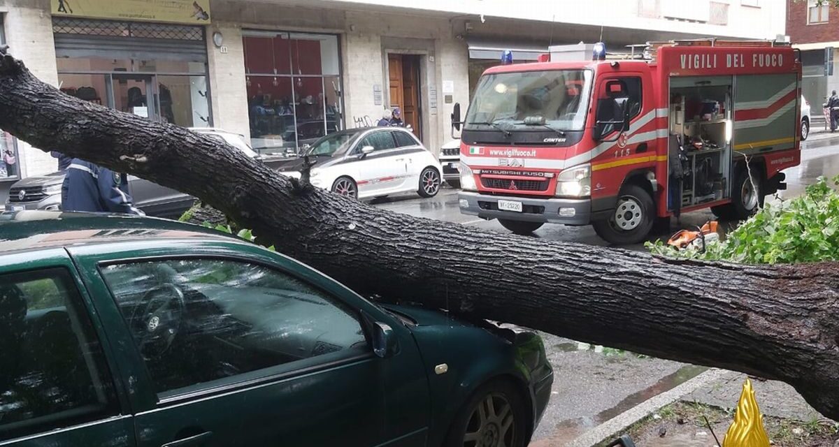 Cade un albero nel centro urbano di Alessandria, intervengono i pompieri