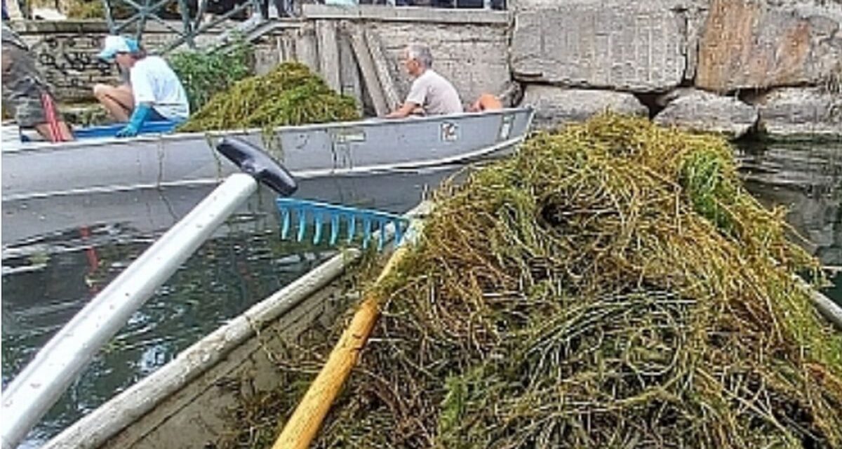 L’Ente di gestione delle Aree protette del Po piemontese guida le operazioni di rimozione delle piante a Casale