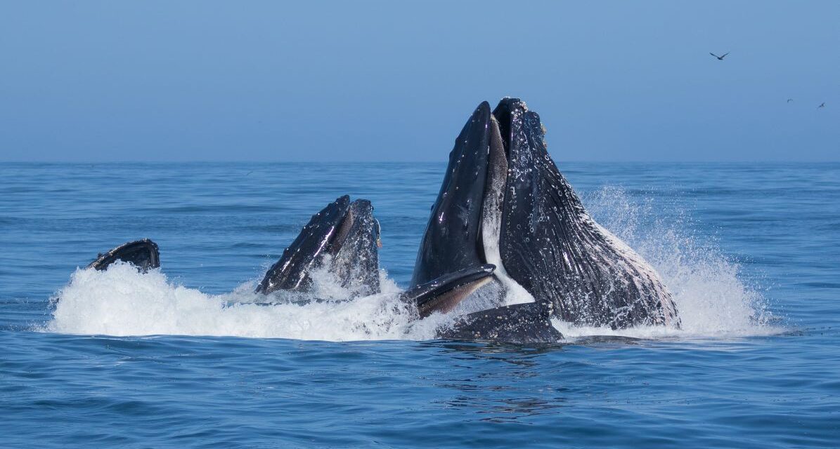 Una splendida Megattera avvistata nelle acque del Ponente ligure, fatto inusuale