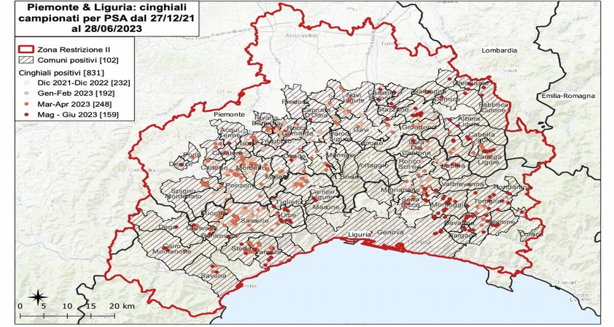 La Peste suina africana adesso comincia a preoccupare: 30 nuovi casi