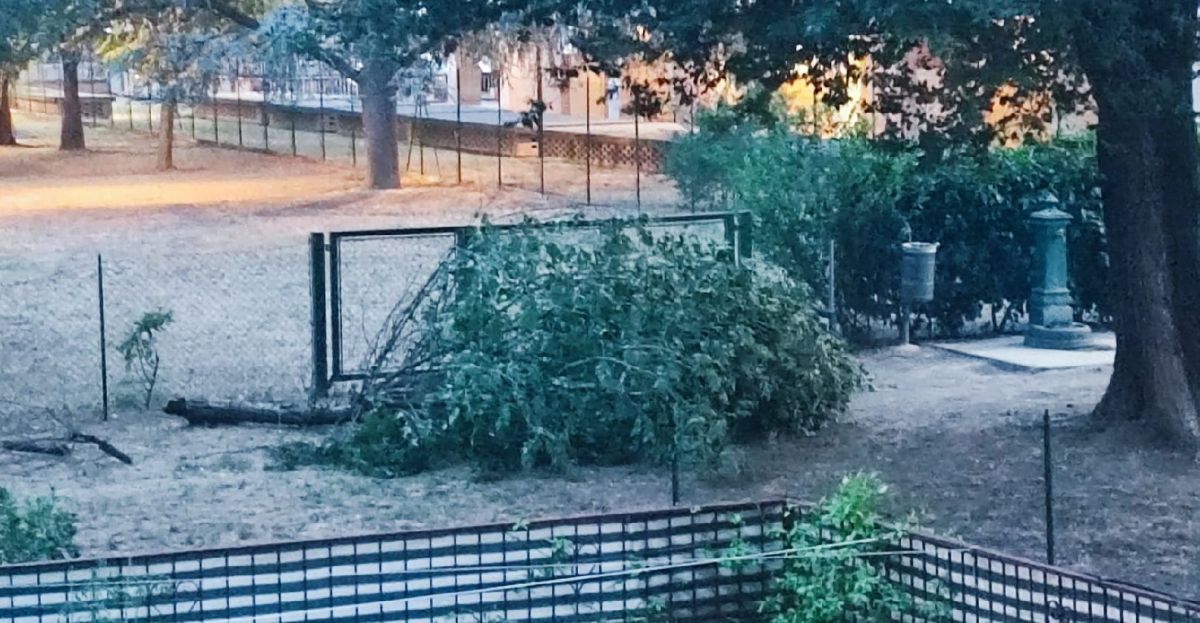 Cade questo albero all’area verde di Tortona, per fortuna senza fare danni ma poteva andare peggio