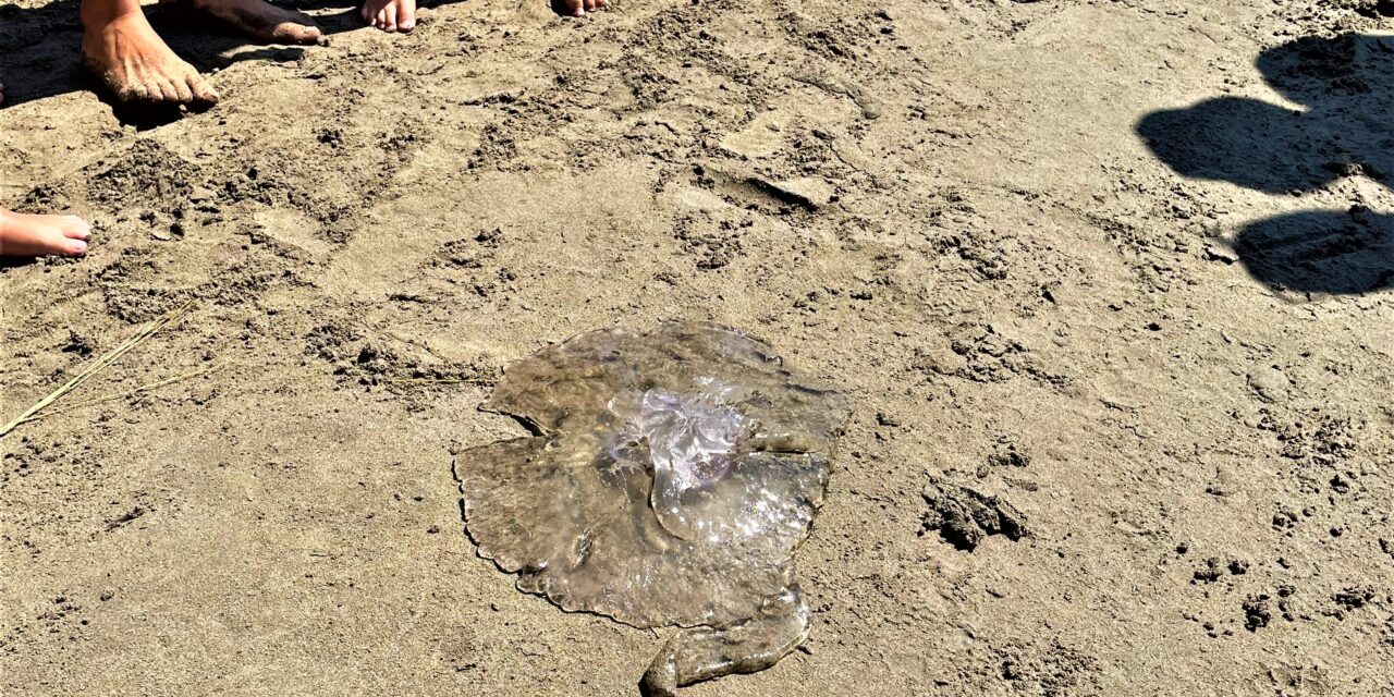 Questa medusa gigante presa da due ragazzini nel mare davanti alla spiaggia di Diano Marina
