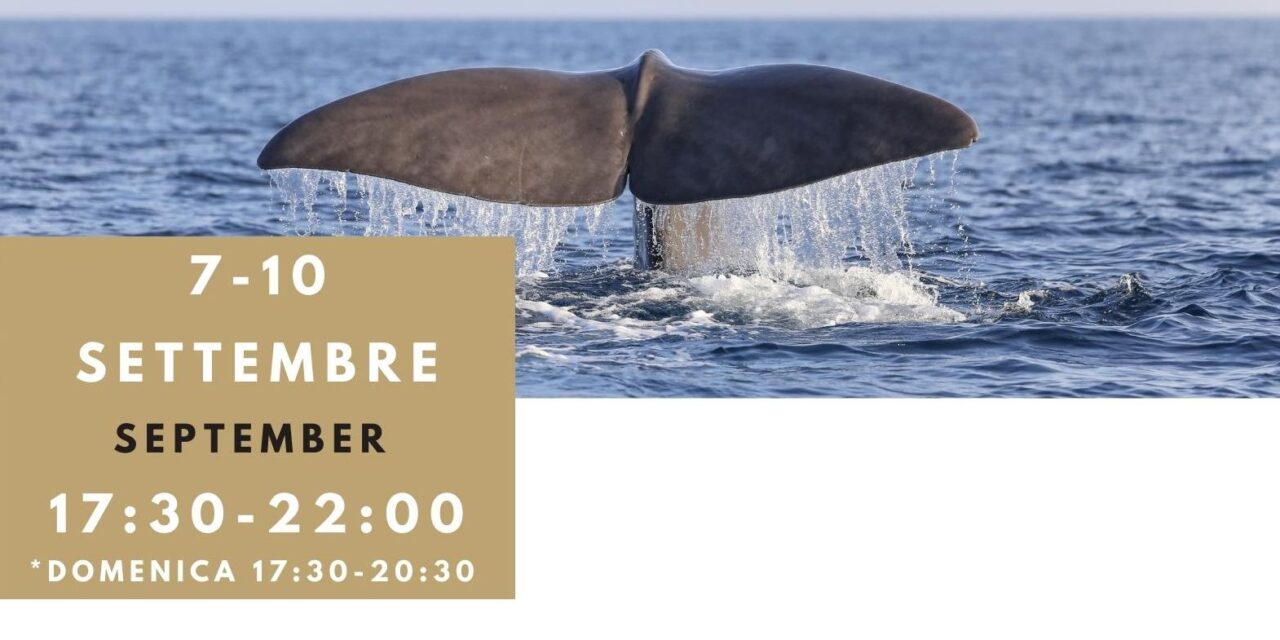 Tra vele e cetacei. Delfini Del Ponente presenta la mostra fotografica “I Giganti del Mar Ligure”