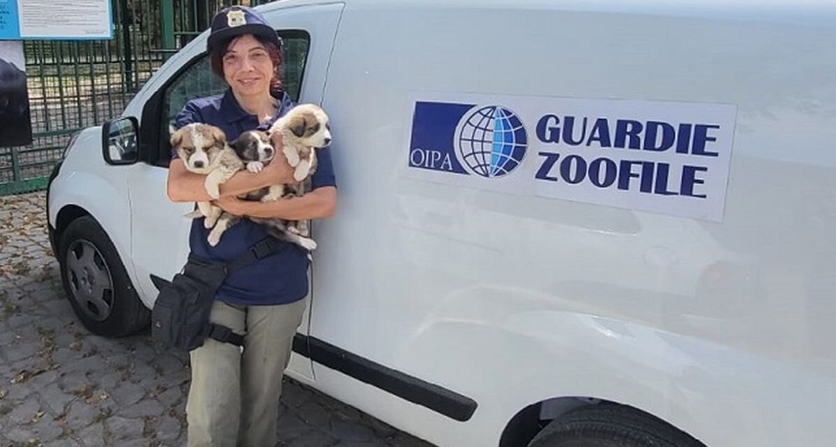 Traffico illegale di cuccioli a Tortona? Le Guardie zoofile sequestrano questi tre cuccioli