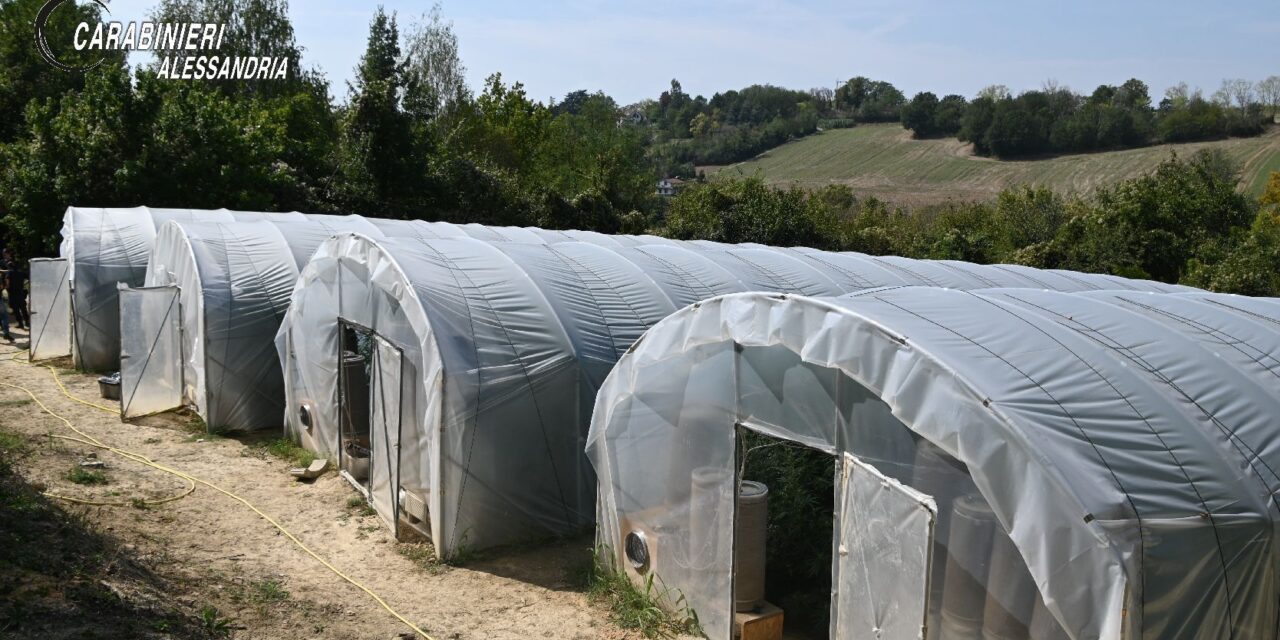 A Pietra Marazzi i Carabinieri sequestrano mezzo ettaro di terreno coltivato a droga