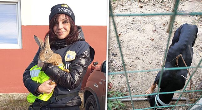 Ad Alessandria sequestrati tre segugi pelle e ossa e un coniglio dalle Guardie zoofile, denunciato il proprietario
