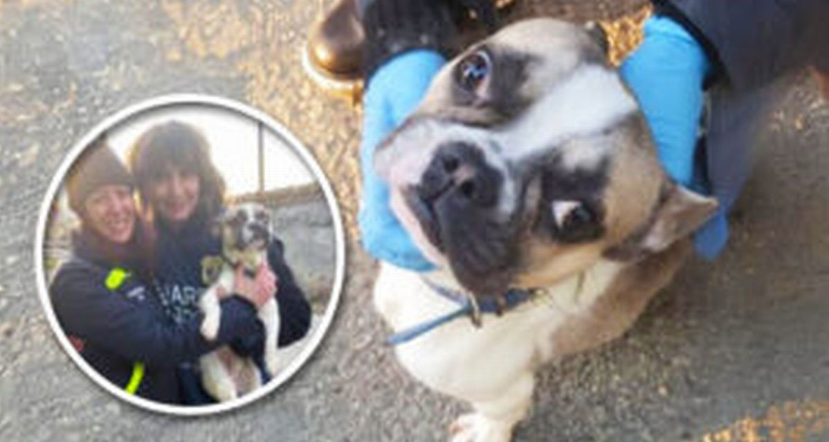 Questo cagnolino in casa da solo per giorni: interviene la Protezione Animali