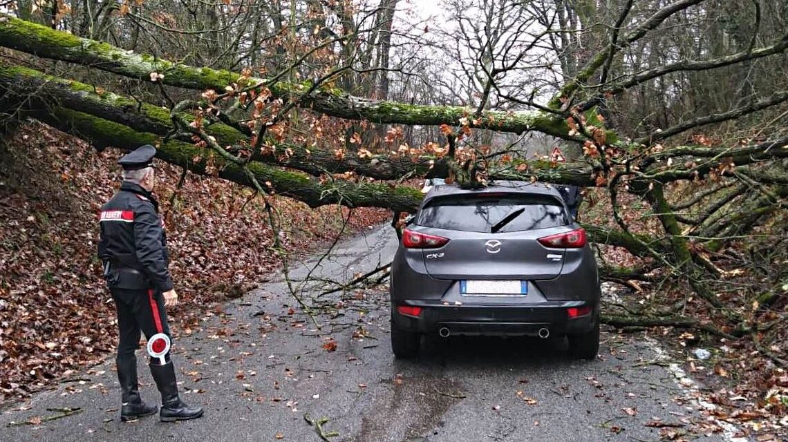 A Novi Ligure, il conducente di quest’auto vede l’albero cadergli addosso mentre viaggia: salvo per miracolo