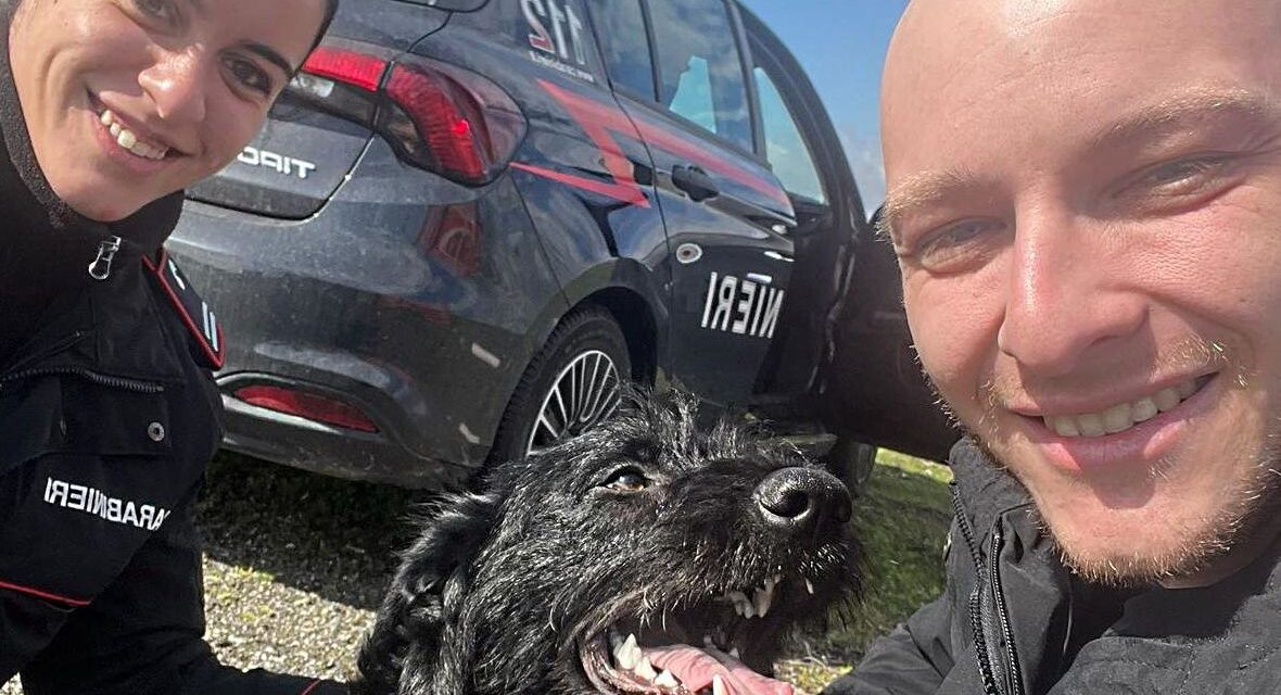 I Carabinieri di Alessandria salvano questo cane che si era perso e girovagava per la città
