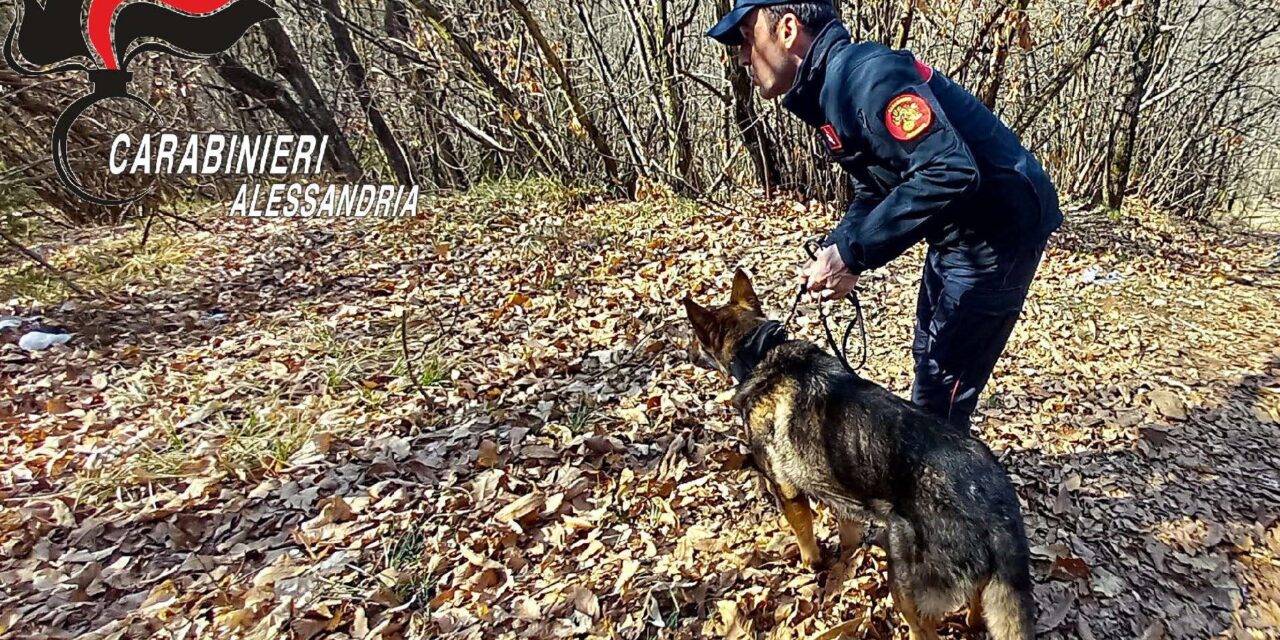 Contro lo spaccio nei boschi di Morbello i Carabinieri arrestano due pusher e sequestrano stupefacenti per 40.000 euro