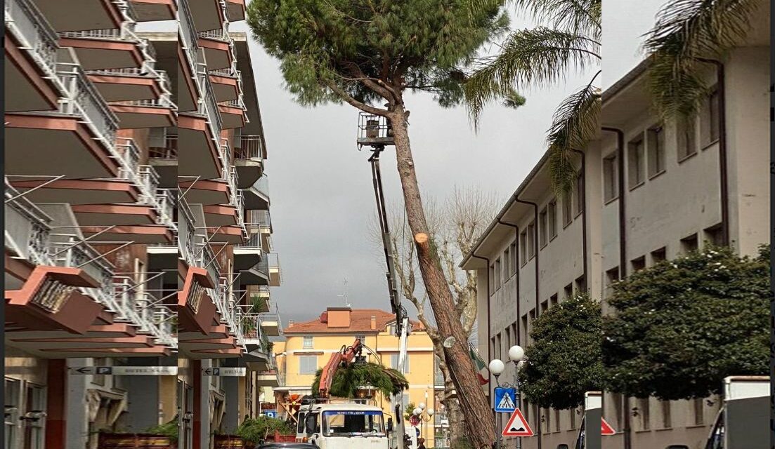 Diano Marina saluta il pino di via Bianchieri: troppo pericoloso, valori di inclinazione in continuo aumento