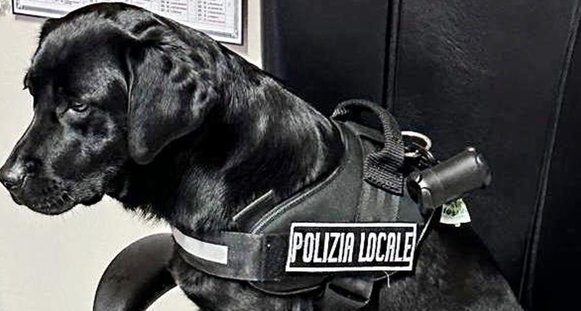 L’Unità Cinofila della Polizia Locale di Oleggio e Nike a supporto dei Carabinieri a Pontecurone