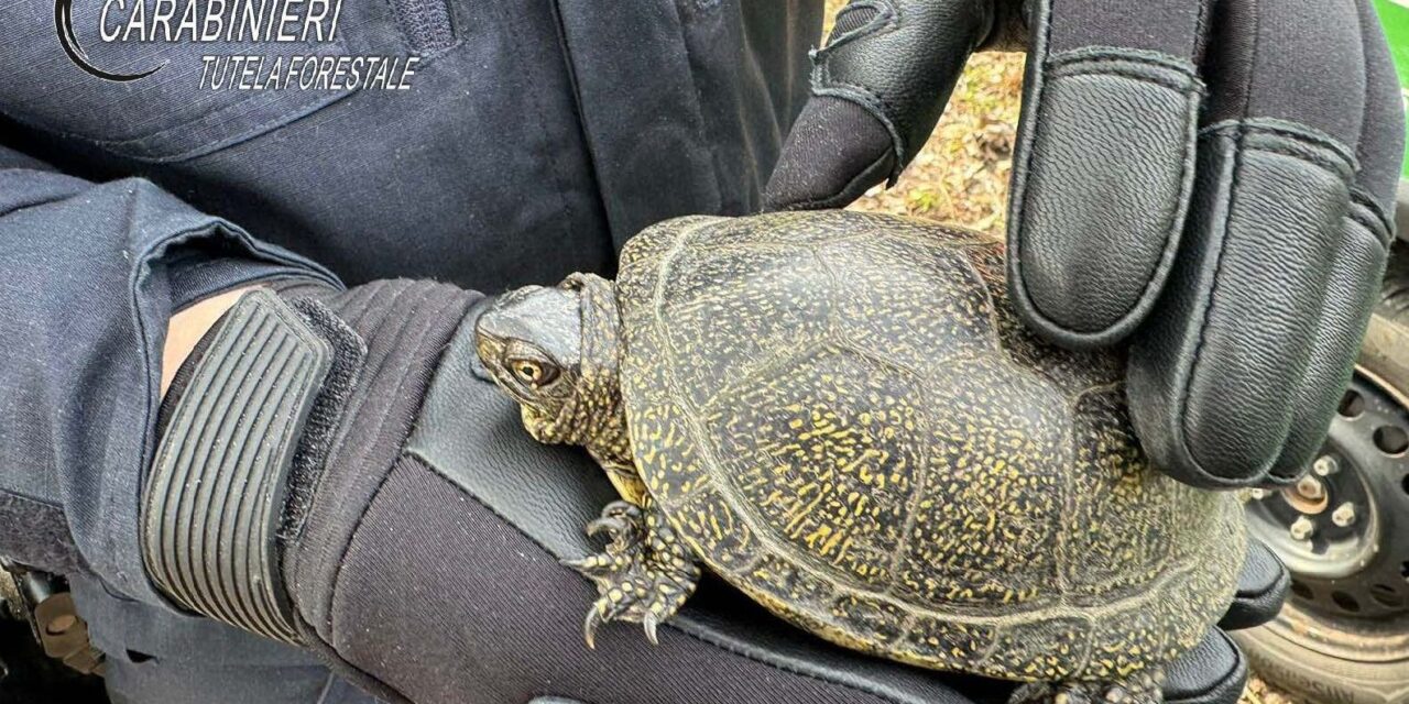 Trovata a Frugarolo questa tartaruga d’acqua Emys rarissima specie alloctona