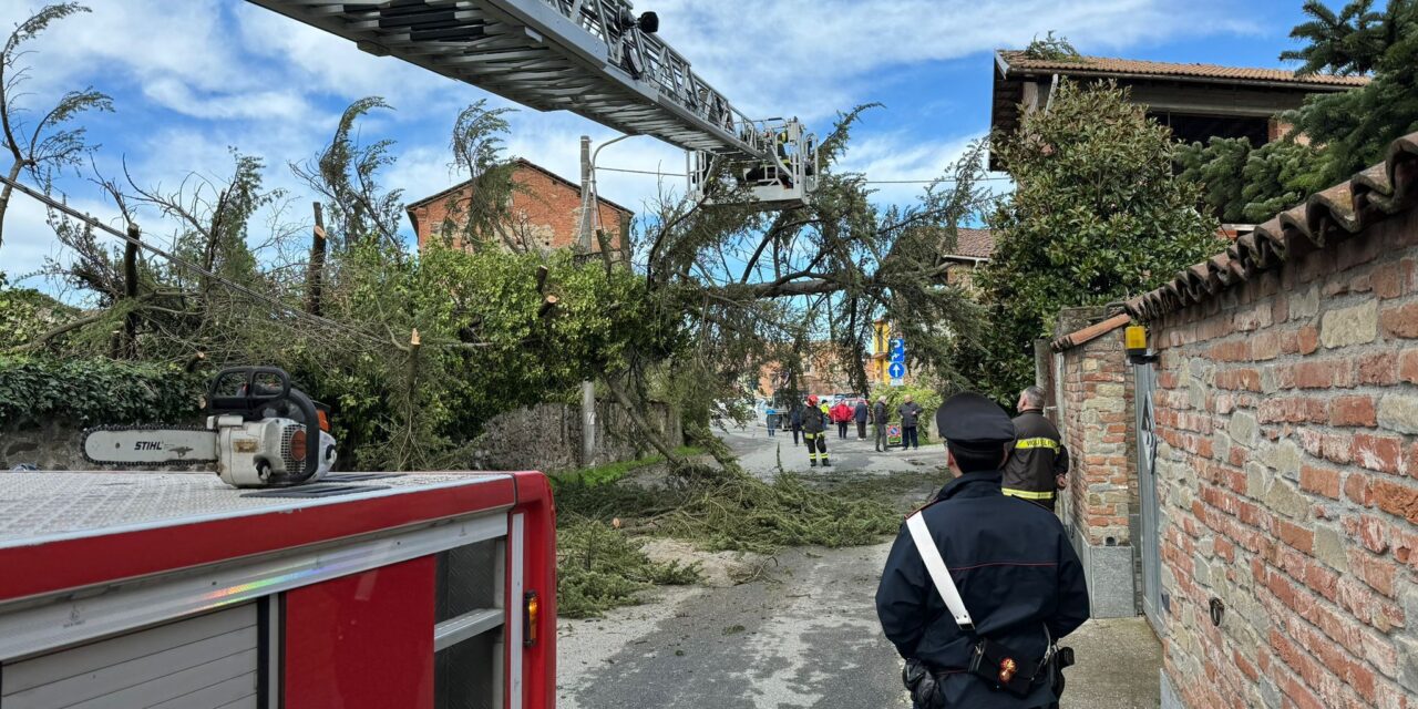Cade un albero a Capriata d’orba, intervengono carabinieri e pompieri