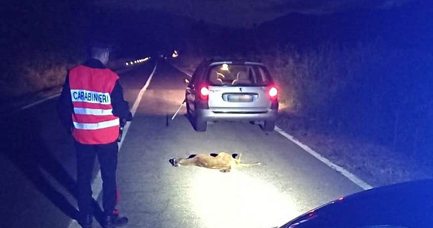 A Momperone quest’auto investe un capriolo e la bestiola muore