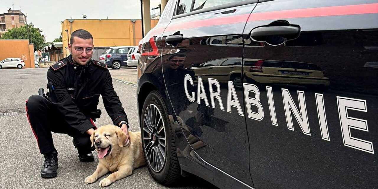 I carabinieri di Alessandria trovano questo labrador e lo restituiscono al padrone