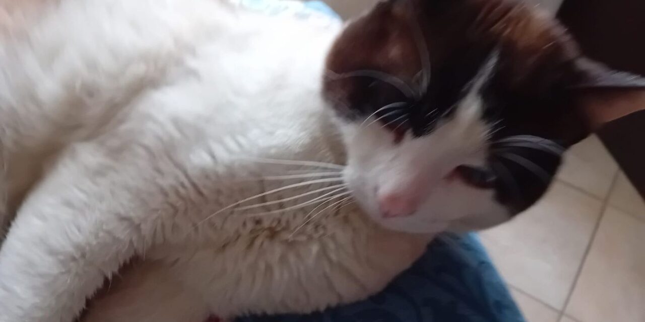 Il padrone di Romeo (questo gatto) deve andare all’estero e lui rimarrà da solo, chi vuole adottarlo?