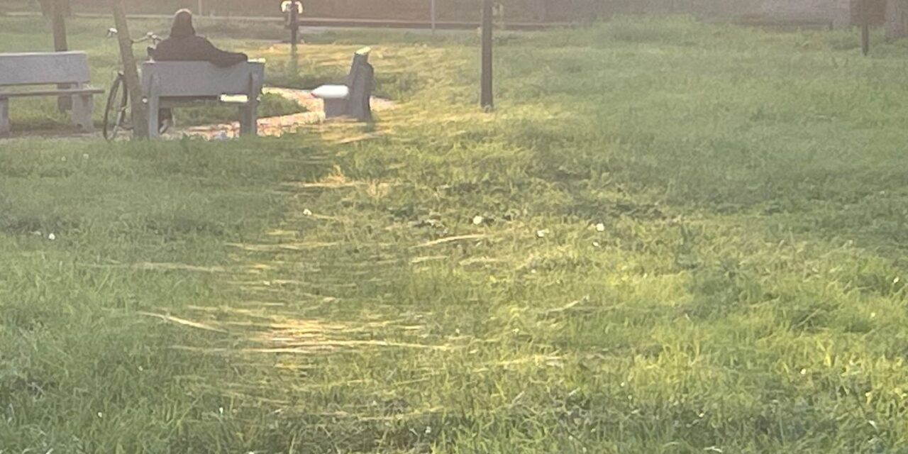 A Tortona le ragnatele orizzontali sull’erba, nuovo ingegnoso sistema dei ragni per sopravvivere. Le immagini