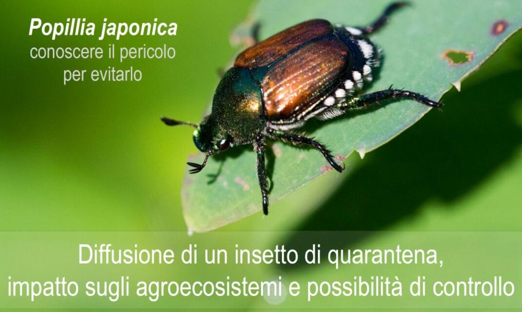 A Tortona un incontro sulle criticità legate alla diffusione della “papilla japonica” nell’agricoltura
