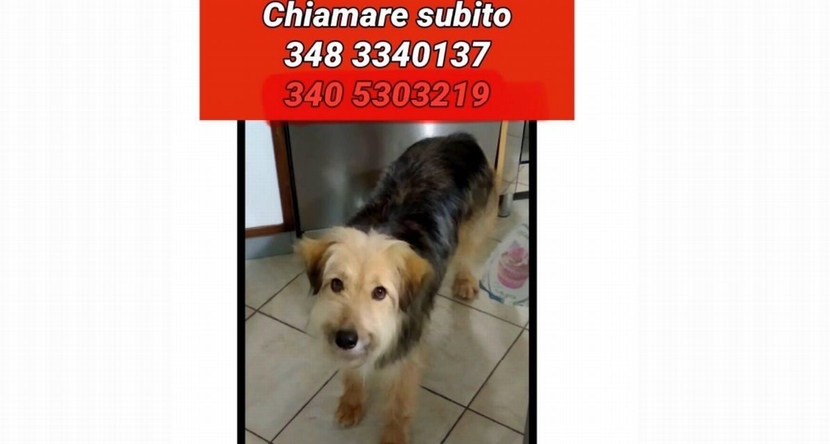 Appello a Tortona per Mirtilla, scappata da casa, proprietari disperati. Chi la vede chiami i numeri sotto