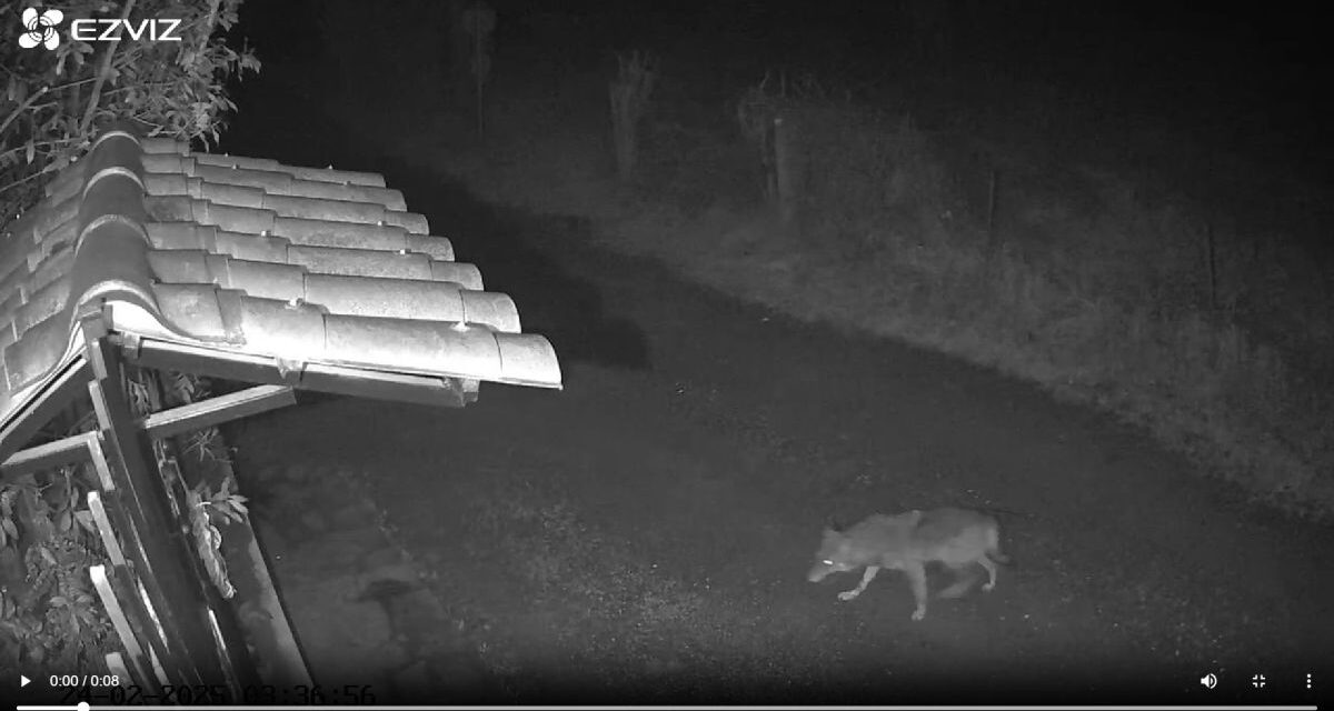 Per i lupi a Tortona ci ringraziano da Brescia