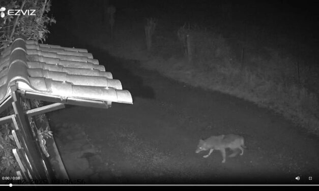 Per i lupi a Tortona ci ringraziano da Brescia