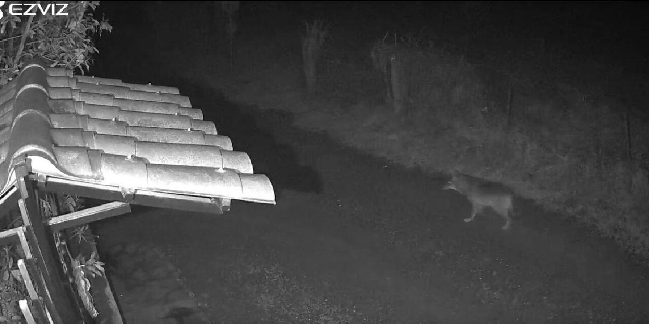 Sull’articolo dei Lupi arrivano alcune precisazioni che pubblichiamo volentieri