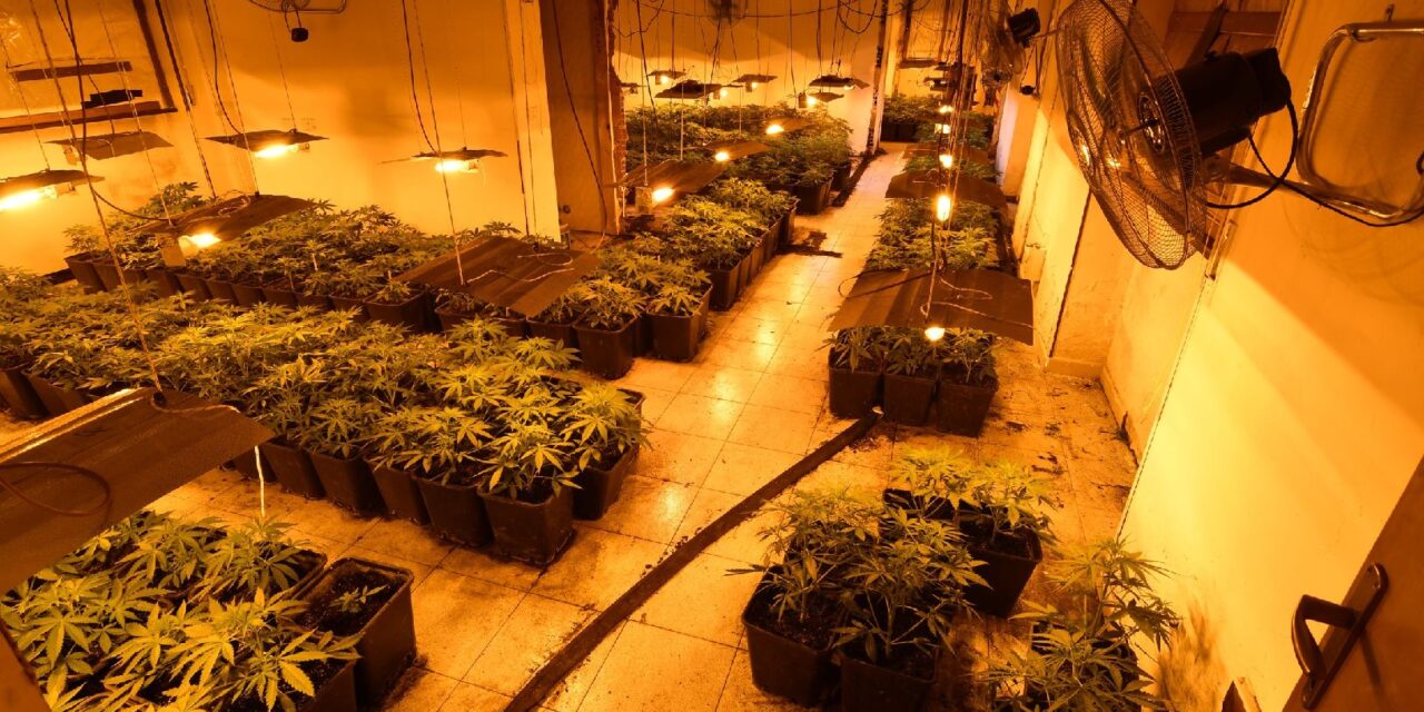 La Polizia  di Alessandria scopre una piantagione di Cannabis ricavata in un albergo in disuso