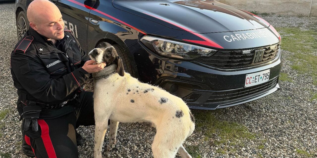 Scappa da casa e si perde. Cucciolo ritrovato dopo una notte passata a vagare smarrito e al freddo a Fubine