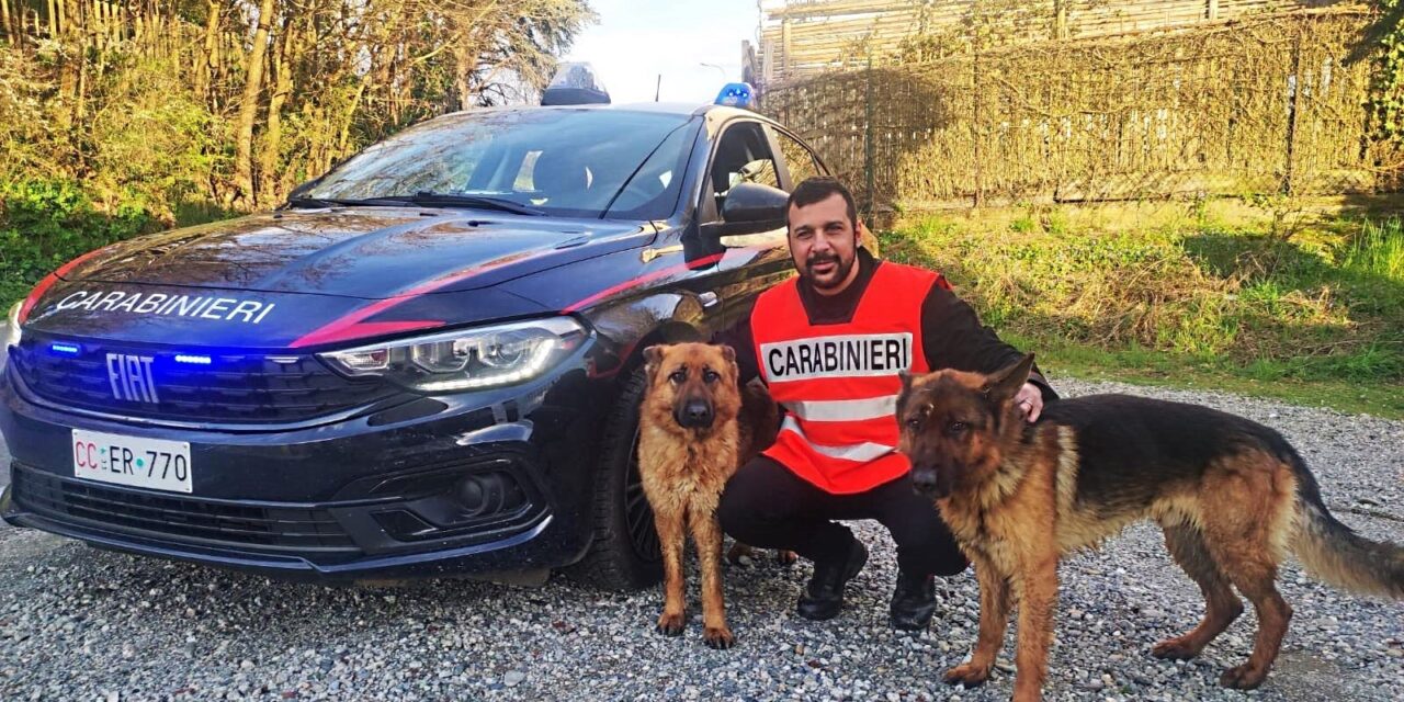 Bassignana, questi due pastori tedeschi vagano smarriti: i Carabinieri li trovano e li riportano a casa