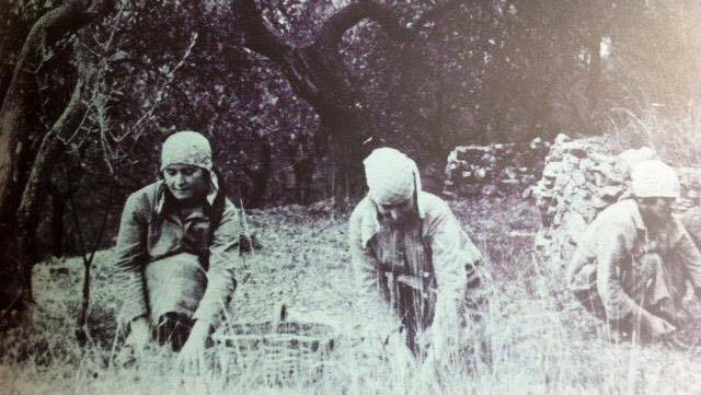 Per la Giornata della Donna: l’8 Marzo a Cervo si celebrano le “sciasceline”, raccoglitrici di olive tra lavoro ed emancipazione. 