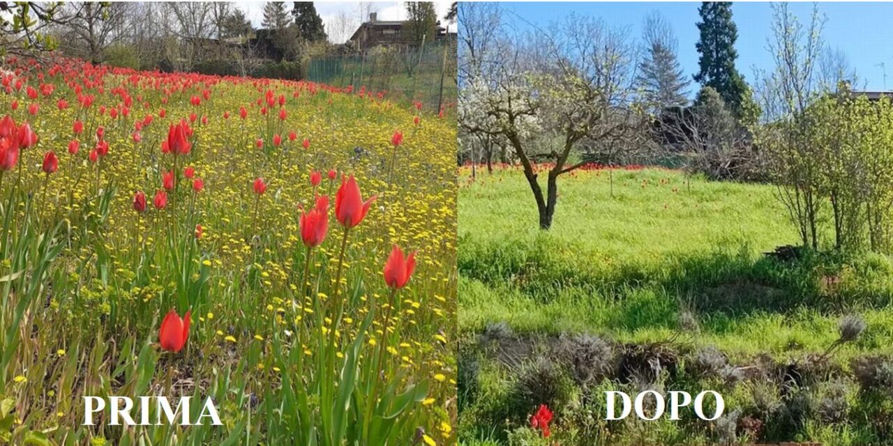 Lo scempio dei Tortonesi in via Valle: hanno rubato i tulipani malgrado sia vietato dalla legge!