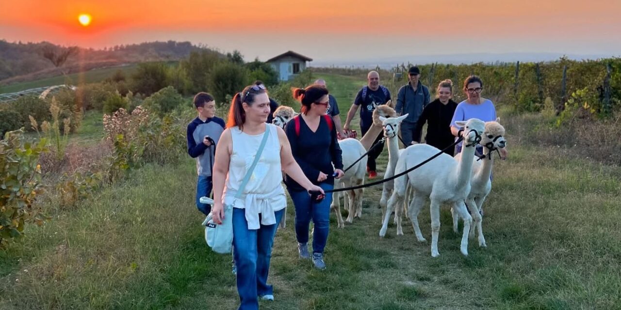 Festa della Mamma al Bioparco di Sarezzano: picnic con gli alpaca sulle colline tortonesi, prenotatevi