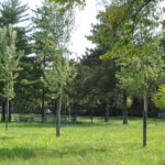 Nuovi alberi, ciliegi e boschi di quartiere: ad Alessandria riparte la campagna verde “Alberiamo Alessandria”